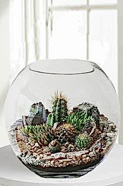 akvaryum-camda-terrarium-aranjman