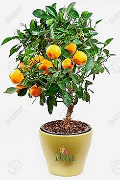 bodur-mandalina-agaci