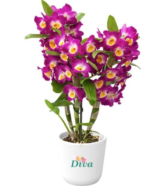dendrobium-pembe-orkide