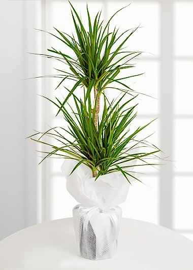 ikili-dracena-marginata