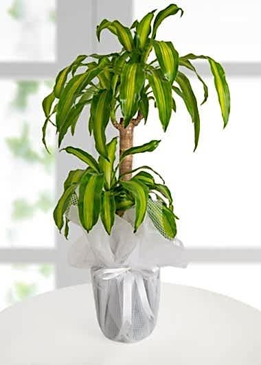 dracena-massengena-2-li